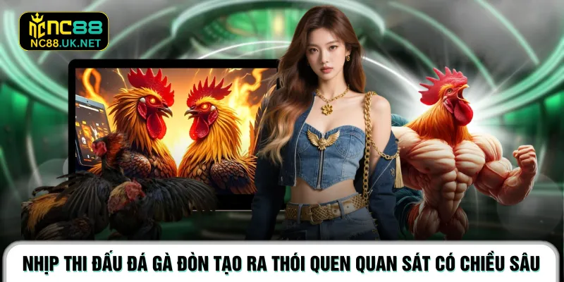 Nhịp thi đấu đá gà đòn tạo ra thói quen quan sát có chiều sâu